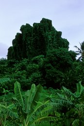 Archipel-des-Comores;-Bananier;-France;-Kaleidos;-Kaleidos-images;-La-parole-à-limage;-Laurent-Abad;-Lianes;-Mayotte;-Nature;-Océan-Indien;-Paysage;-Rocher;-Stories-Pictures;-Végétation